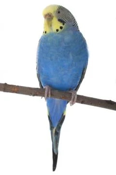 Budgies isolated on a white background 写真素材