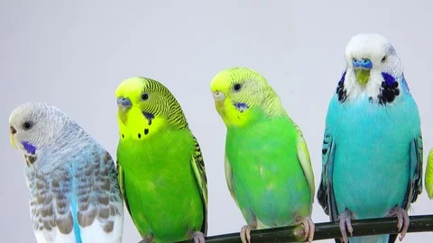 Budgies isolated on white screen Stock Footage 80863984