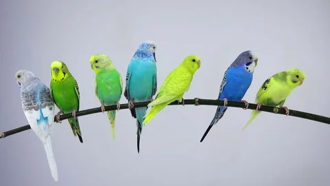 Budgies isolated on white screen Stock Footage 80864133