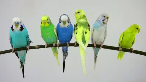 Budgies isolated on a white screen Stock Footage 80865257