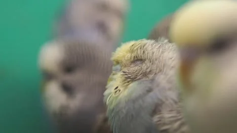 Budgies perched in group with macro focus on feathers as bird blinks and lo.. 動画素材 332897723
