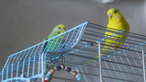 Budgies Perched on Top of Open Cage Close Up Video 動画素材 328318931