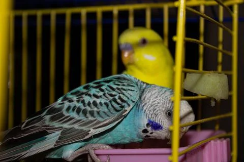 Budgies Stock Photos