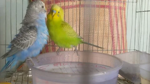 Budgies time 库存影片 181484949
