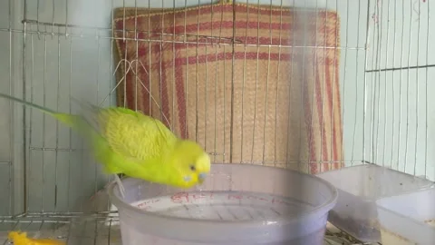 Budgies trying to do bath 库存影片 181484943