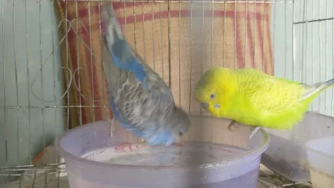 Budgies trying to do bath 库存影片 181484945