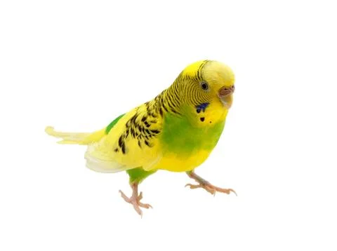 Budgies on a white background Stock Photos