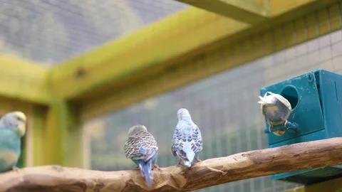 Budgies at the zoo. Video stock 106120845