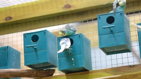 Budgies at the zoo. Video stock 106120867