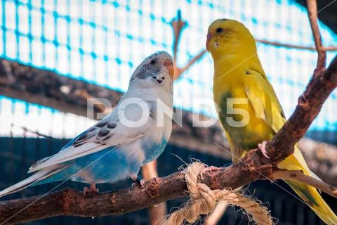 Budgies at the zoo on a summer day in a caged enclosure at the John ...