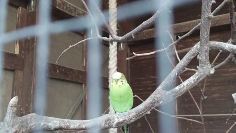 Budgy behind bars Stock Footage 169539213