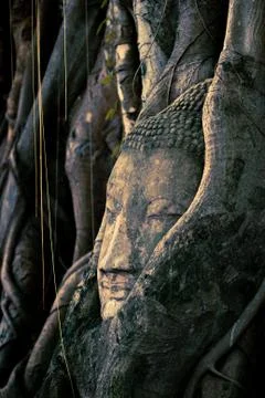 Budha head on tree Foto stock