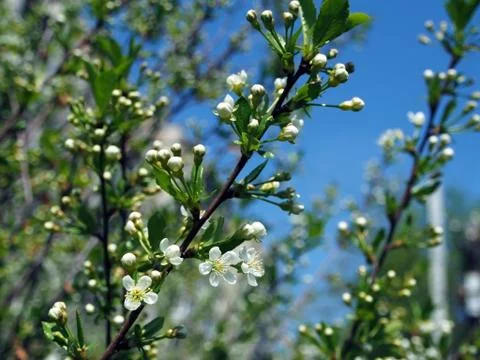 Buds about to bloom cherry, narrow focus area Stock Photos