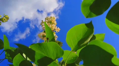 Buds and Blue Sky Stock Footage 245441095
