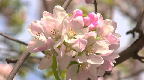 Buds and flowers of apple tree in spring Stock Footage 31206770