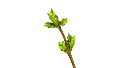 Buds and Leaves 4k Stock Footage 52633718