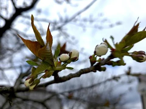 Buds Appear on Apricot Branches in Spring as Nature Prepares for New Growth Stock Photos