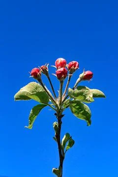 Buds of apple blossoms Stock Photos