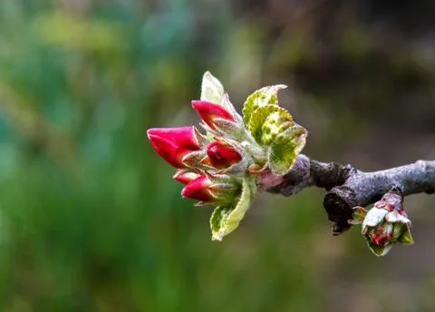 Buds of apple flowers Stock Photos