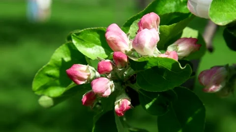 Buds of an apple tree Stock Footage 65226664