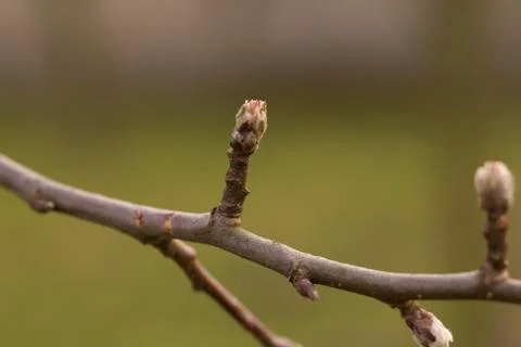 Buds on apple tree. Stock Photos