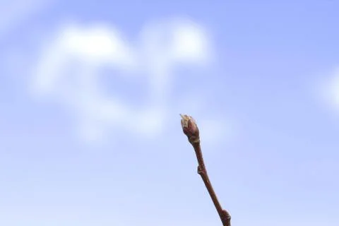 Buds on apple tree. Stock Photos