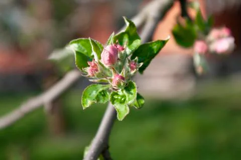 Buds apple tree, spring flowers, blooming time. seasonal. Nature wake up. Close Stock Photos