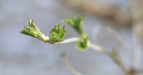 Buds of apple trees in spring Stock-Footage 108026374