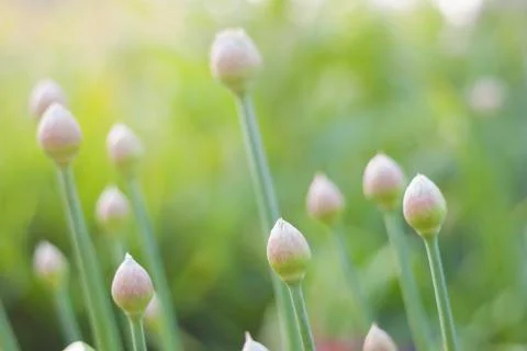 Buds background Stock Photos