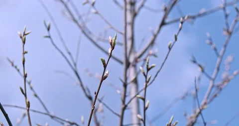 Buds begin to bloom on branches of tree. Beginning of spring, tree blossoms Vídeos de archivo 237987801