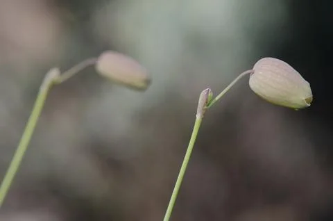Buds of bladder campion. Stock Photos