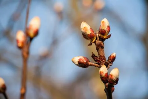 Buds bloom in early spring Stock Photos