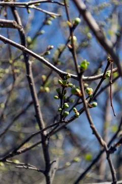 Buds bloom Stock Photos
