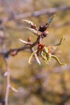 Buds bloom in spring on a pear tree in the garden Stock Photos