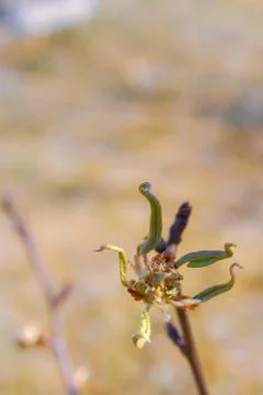 Buds bloom in spring on a pear tree in the garden Stock Photos