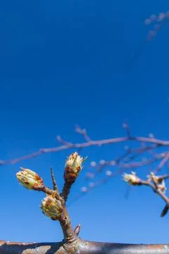 Buds bloom in spring on a pear tree in the garden Stock Photos