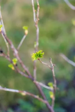 Buds bloom in the spring. Spring mood. The trees come alive Stock Photos