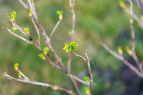 The buds bloom in the spring. Spring mood. The trees come alive Stock Photos