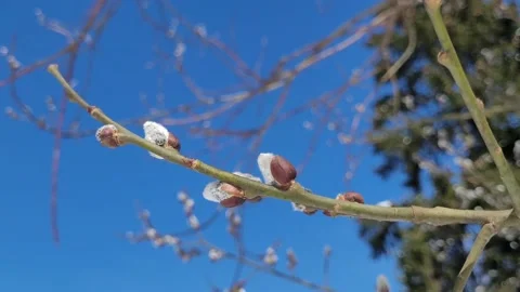 Buds bloom in spring on a willow branch and sky. Nature 4K Stock-Footage 174773728