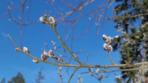 Buds bloom in spring on a willow branch and sky. Nature 4K Stock-Footage 174773757