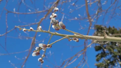 Buds bloom in spring on a willow branch and sky. Nature 4K Stock-Footage 174773796