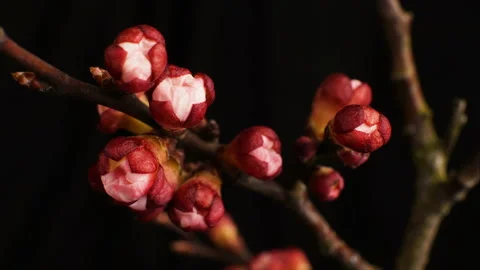 Buds bloom on a tree. timelapse 4K Stock Footage 131005903