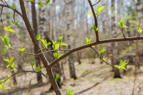 Buds bloom on the trees in spring. Young spring green leaves on a branch in t Stock Photos