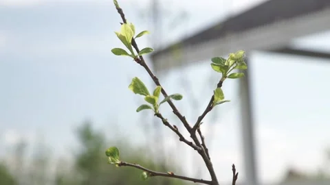 Buds bloom on a young tree Stock Footage 152610959