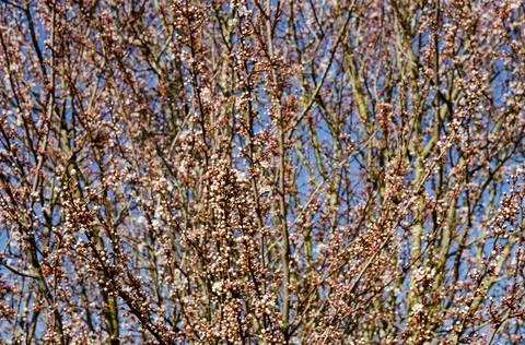 Buds of blossom on tree in Springtime Stock Photos