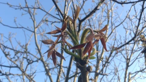 Buds of Blossoming Walnut Tree Juglans regia Juglandaceae Against The Blue Sky 2 Stock Footage 89328265
