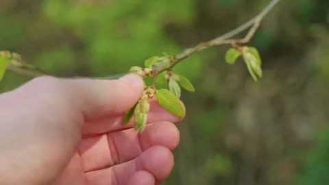 Buds on a branch, hold a leaf in your hands Stockbeeldmateriaal 272790290