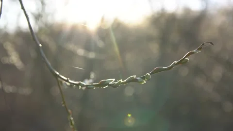 Buds on a branch in the light of the sun Stock Footage 161084066