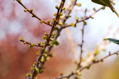 Buds on a branch Stock Photos