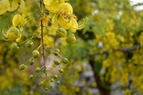 Buds Branch 스톡 사진